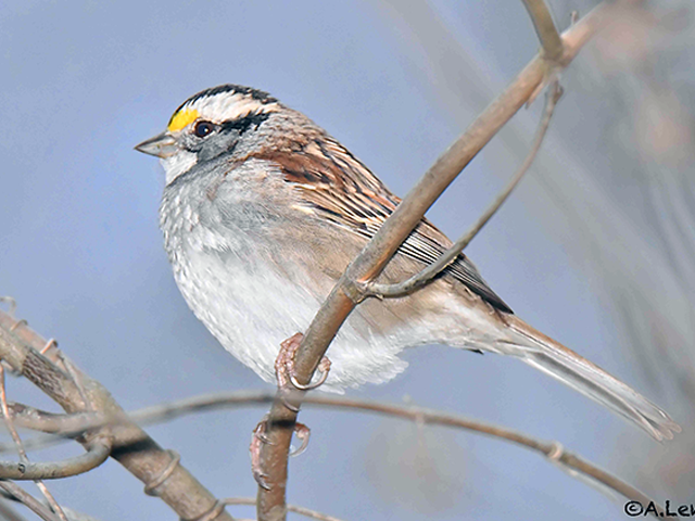 White-throated Sparrow Photo by Alan Lenk